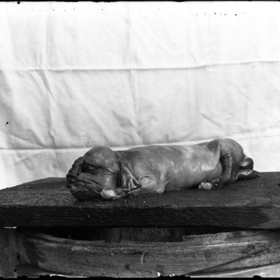 http://mediahistoricarchives.org/source/Appleton/AP-5054.jpg