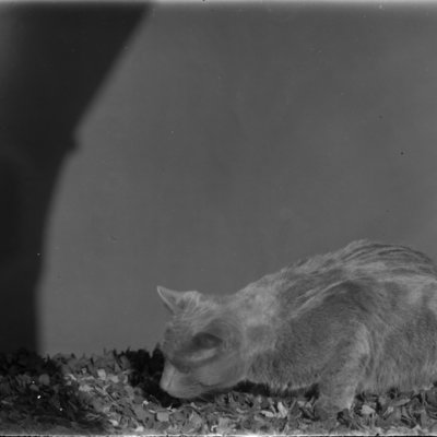 http://mediahistoricarchives.org/source/Appleton/AP-5327.jpg