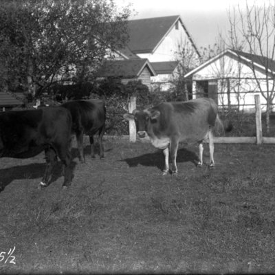 http://mediahistoricarchives.org/source/Appleton/AP-5325-5.jpg