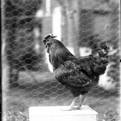 http://mediahistoricarchives.org/source/Appleton/AP-4420.jpg
