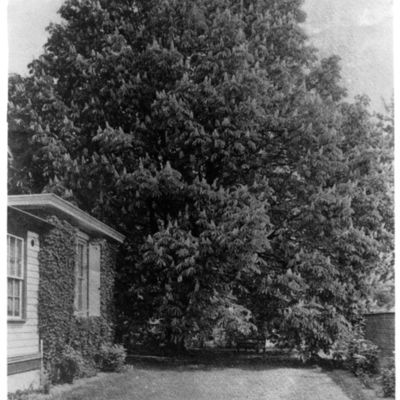http://mediahistoricarchives.org/source/Lees/P-01231.jpg