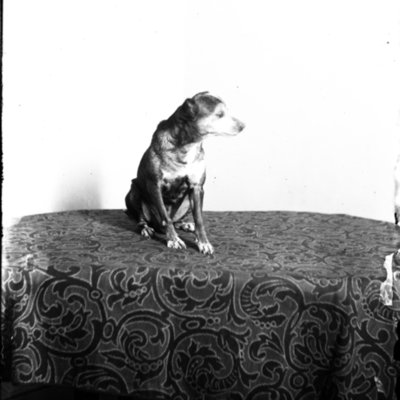 http://mediahistoricarchives.org/source/Appleton/AP-5185.jpg