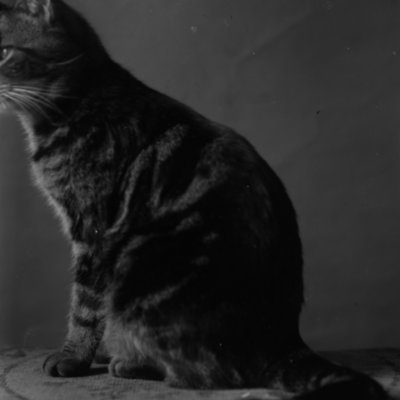http://mediahistoricarchives.org/source/Appleton/AP-4080-1.jpg