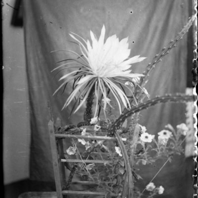 http://mediahistoricarchives.org/source/Appleton/AP-5245.jpg
