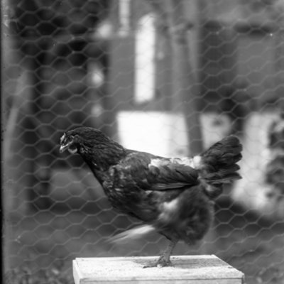 http://mediahistoricarchives.org/source/Appleton/AP-4421.jpg