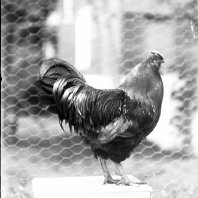 http://mediahistoricarchives.org/source/Appleton/AP-4419.jpg