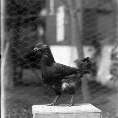 http://mediahistoricarchives.org/source/Appleton/AP-4418.jpg