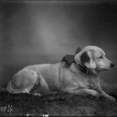 http://mediahistoricarchives.org/source/Appleton/AP-8354-5.jpg