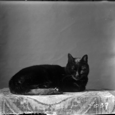 http://mediahistoricarchives.org/source/Appleton/AP-4037.jpg