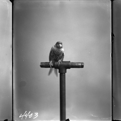 http://mediahistoricarchives.org/source/Appleton/AP-4403_4404_4405.jpg